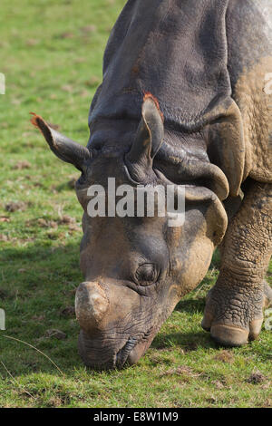 Asiatische oder indische einen gehörnten Nashorn (Rhinoceros Unicornis). Kopfporträt. Whipsnade Zoo, ZSL, Bedfordshire. England. UK Stockfoto