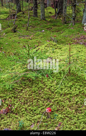 Pilze im Herbst Holz. Stockfoto