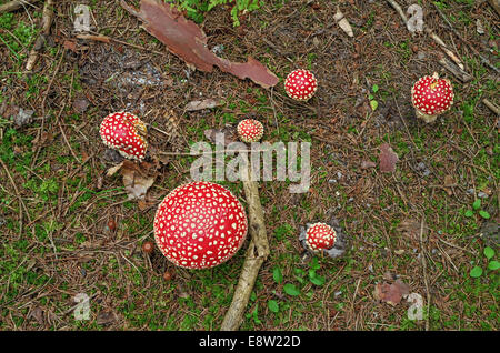 Rote Pilze im Herbst Holz. Stockfoto