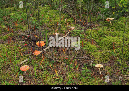 Pilze im Herbst Holz. Stockfoto