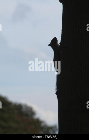 Grau-Eichhörnchen (Sciurus Carolinensis). Silhouette. Versteckt, ist das Ausweichen Betrachter durch kriechen hinter Stamm des Baumes es klettern. Stockfoto