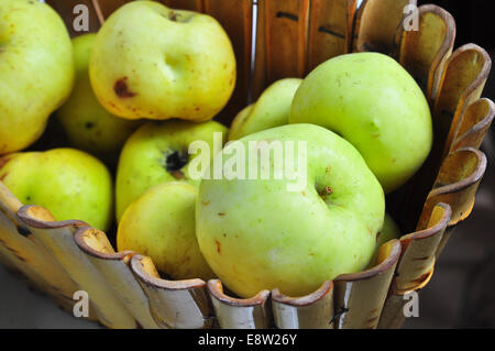 Antonov Äpfel. Ernte der saftige reife Äpfel Antonowka in einem hölzernen Korb. Stockfoto