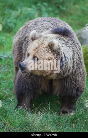 Europäischer Braunbär (Ursus Arctos Arctos). Im Wintermantel gut gefüttert für das Überleben der Winterfreizeit mit damit verbundenen Nahrungsmittelknappheit. Stockfoto