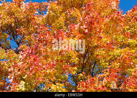 Closeup, Blätter an einem Ahornbaum Stockfoto