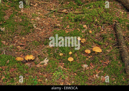 Pilze im Herbst Holz. Gelbe Pilze auf ein grünes Moos. Stockfoto