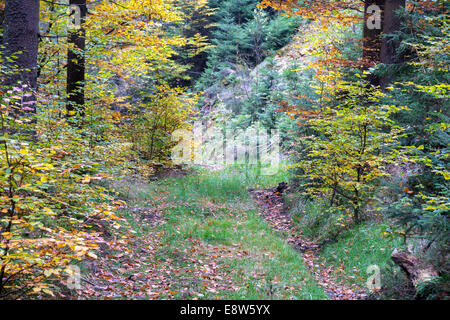 Weg in den nördlichen europäischen herbstlichen Wald Stockfoto