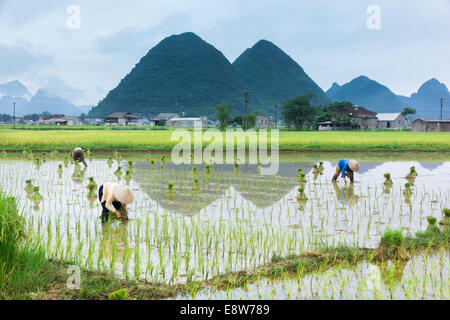 Vietnam-Landwirt Transplantation Reis Sämlinge auf dem Grundstück Stockfoto