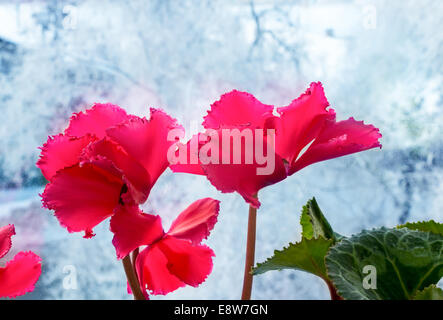 Konzept-gemütliche des roten Cyclamen auf einem weißen Hintergrund Stockfoto