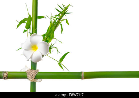 Bambus-Blätter mit Frangipani Blumenrahmen aus Stielen ist isoliert auf weiss Stockfoto