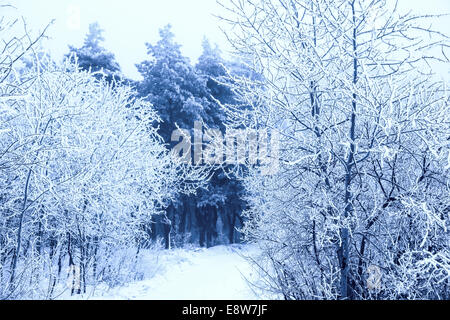 Fantastische Weihnachten geheimnisvolle Straße durch gefrorenen verschneiten Winterwald, Russland Stockfoto