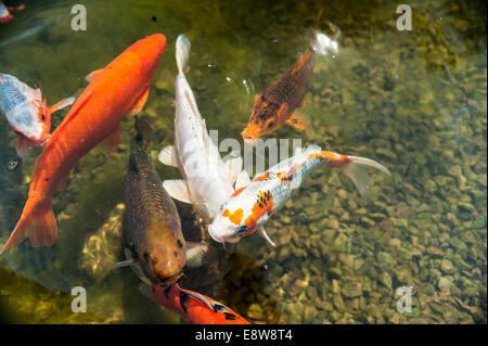 Kois im Teich Stockfoto