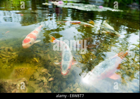 Kois im Teich Stockfoto