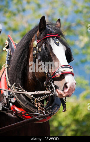 Shire Horse mit einem Kummet, Söll, Nord-Tirol, Österreich Stockfoto