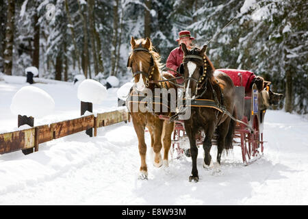 Mit Welsh Ponys im Winter Schlitten Sie, Schlitten Sie fahren, Söll, Tirol, Österreich Stockfoto