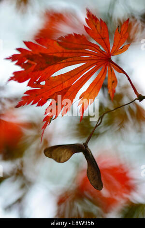 Blätter im Herbst von Downy japanischer Ahorn (Acer Japonicum 'Aconitifolium'), Emsland, Niedersachsen, Deutschland Stockfoto