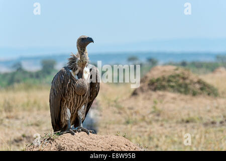 Rüppell Geier (abgeschottet Rueppellii), Massai Mara, Kenia Stockfoto