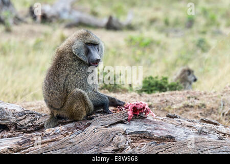 Olive Baboon oder Anubis Pavian (Papio Anubis) Fütterung auf eine Gazelle, Masai Mara National Reserve, Serengeti, Provinz Rift Valley Stockfoto