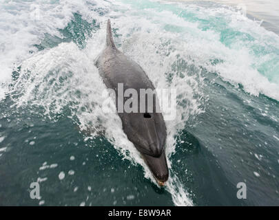 Gemeinsame große Tümmler (Tursiops Truncatus) in Walvis Bay, Namibia Stockfoto