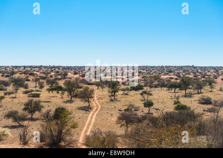 Weite Landschaft mit Bäumen, Kalahari, Namibia Stockfoto