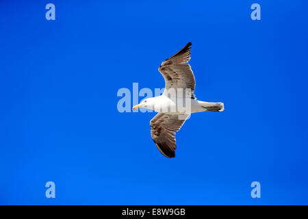 Kelp Gull (Larus Dominicanus), Erwachsene, fliegen, Bettys Bay, Western Cape, Südafrika Stockfoto