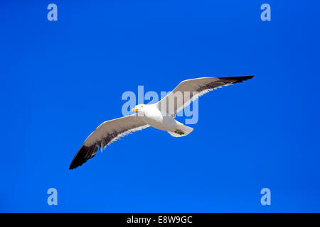 Kelp Gull (Larus Dominicanus), Erwachsene, fliegen, Bettys Bay, Western Cape, Südafrika Stockfoto