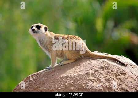 Erdmännchen (Suricata Suricatta), Erwachsene auf Felsen, alert, Little Karoo, Western Cape, Südafrika Stockfoto