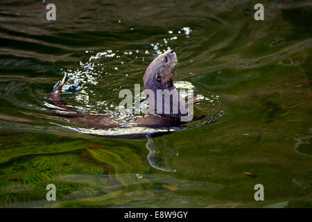 Gesichtet-necked Otter (Lutra Maculicollis), Erwachsene, Schwimmen, Eastern Cape, Südafrika Stockfoto