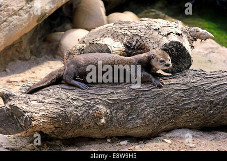 Gesichtet-necked Otter (Lutra Maculicollis), Erwachsene, Eastern Cape, Südafrika Stockfoto