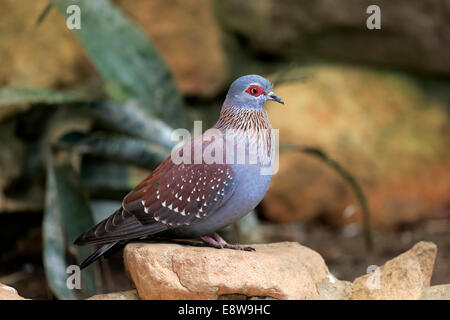 Gesprenkelte Taube (Columba Guinea), Erwachsene auf Rock, Simonstown, Western Cape, Südafrika Stockfoto