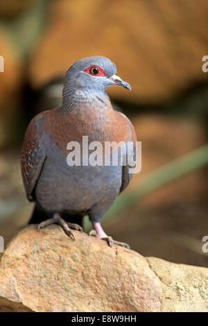 Gesprenkelte Taube (Columba Guinea), Erwachsene auf Rock, Simonstown, Western Cape, Südafrika Stockfoto