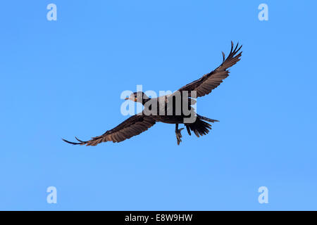 Cape-Kormoran oder Cape Shag (Phalacrocorax Capensis), Erwachsenen fliegen, landen, Bettys Bay, Western Cape, Südafrika Stockfoto