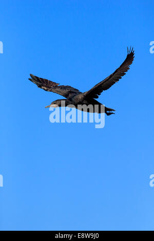 Cape-Kormoran oder Cape Shag (Phalacrocorax Capensis), Erwachsenen fliegen, Bettys Bay, Western Cape, Südafrika Stockfoto