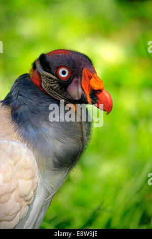 König Geier (Sarcoramphus Papa), Erwachsene, ursprünglich aus Südamerika, gefangen Stockfoto