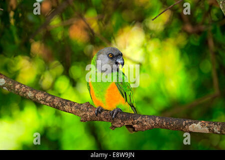 Mohrenkopf (Poicephalus Senegalus), Erwachsene, Baum, in Gefangenschaft Stockfoto