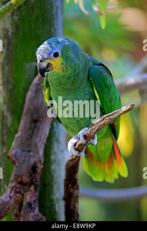 Orange-winged Amazon (Amazona Amazonica), Erwachsene auf Baum, heimisch in Südamerika, gefangen Stockfoto