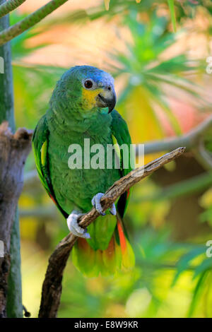 Orange-winged Amazon (Amazona Amazonica), Erwachsene auf Baum, heimisch in Südamerika, gefangen Stockfoto