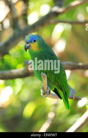 Orange-winged Amazon (Amazona Amazonica), Erwachsene auf Baum, heimisch in Südamerika, gefangen Stockfoto