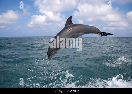 Flasche – Nosed Dolphin - Tursiops truncatus Stockfoto