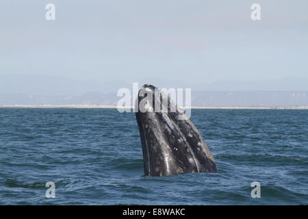 Grauwal Spy Hopping Baja California Stockfoto