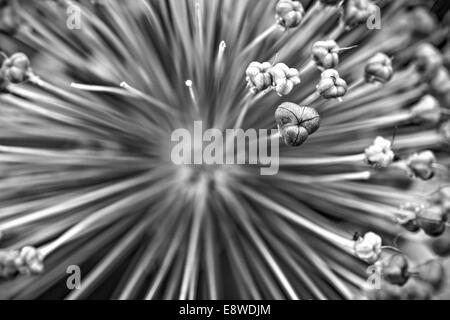 Allium Blumen. Makro-Ansicht der dekorativen Zwiebel Blume. Die Bedeutung des Allium Blume ist Einheit. Schwarz / weiß Fotografie Stockfoto