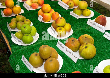 Apfelsorten auf einem Apple Tasting Day, Blackmoor, Hampshire, UK. Stockfoto