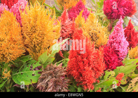 schön prall Celosia Blume im Garten Stockfoto