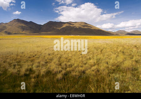 Peruanischen Altiplano Landschaft im Orient-Express verläuft zwischen Cuzco und Puno Andean Explorer Zug aus gesehen. Altipl Stockfoto