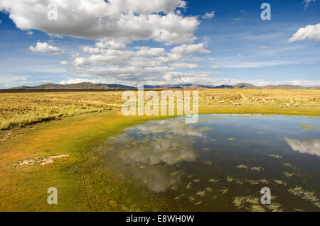 Peruanischen Altiplano Landschaft im Orient-Express verläuft zwischen Cuzco und Puno Andean Explorer Zug aus gesehen. Altipl Stockfoto