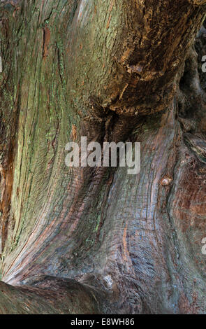 Die Rinde von einer alten japanischen Zeder (Cryptomeria Japonica), genannt Sugi in Japan Stockfoto