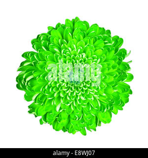 Grüne Chrysantheme, isoliert auf weißem Hintergrund Stockfoto