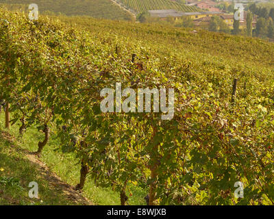 Weinberge, Barolo-Zone, Langhe, Italien Stockfoto