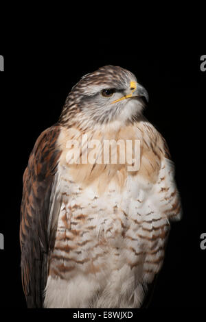 Bird Of Prey auf einem Hochsitz Stockfoto