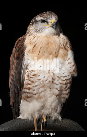 Bird Of Prey auf einem Hochsitz Stockfoto