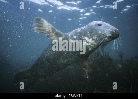 Kegelrobben - Halichoerus grypus Stockfoto